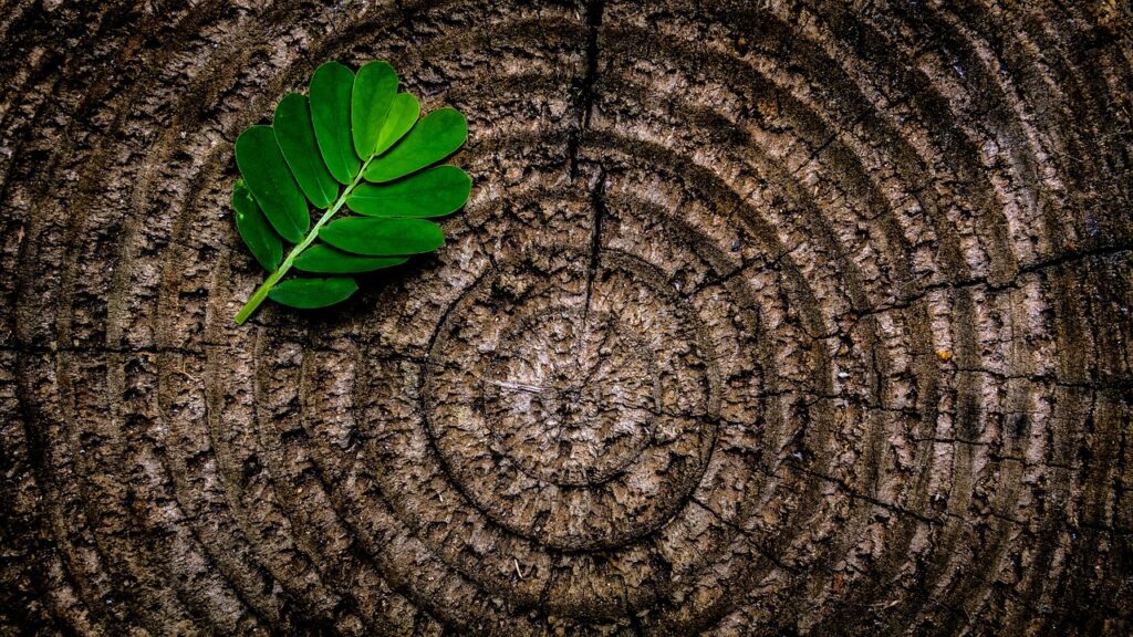 abstract, leaf, tree stump-1846401.jpg